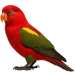 Chattering Lory